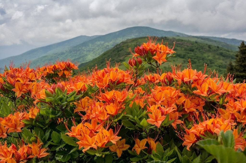 Vibrant orange azaleas bloom in a lush green landscape