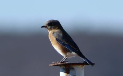 Itinerary for the Bird Watcher
