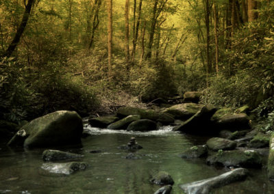 A serene stream flows through a lush, green forest