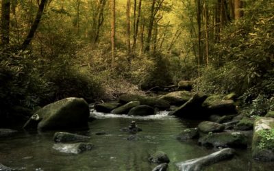 Forest Bathing