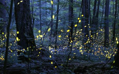 Fireflies In The Forest