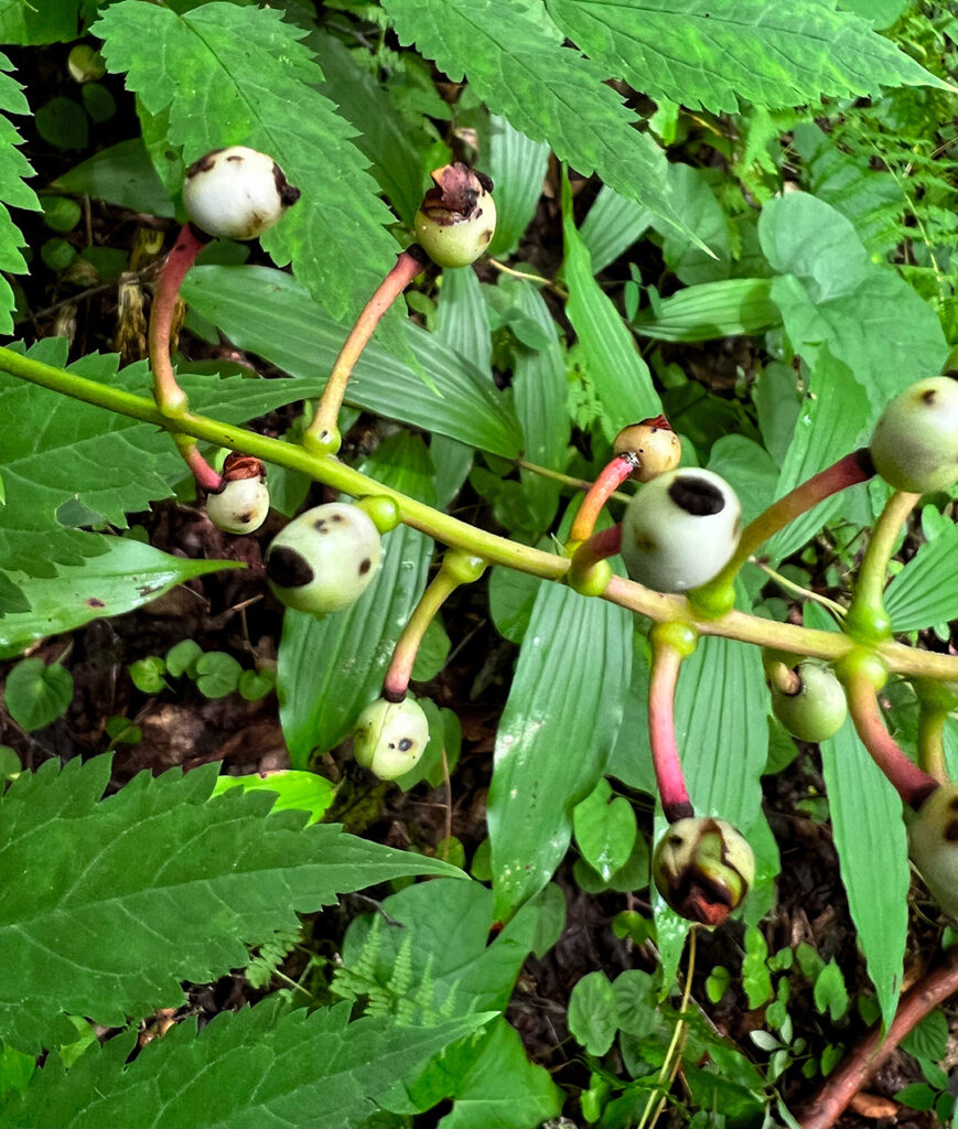 white baneberry or dolls eye