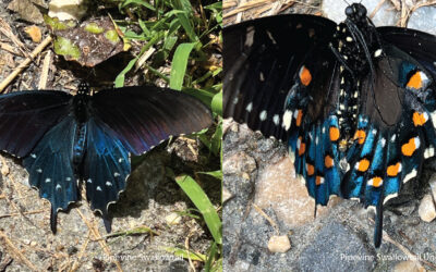 August WNC Nature Report
