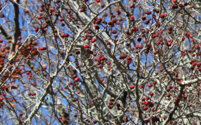 November WNC Nature Report