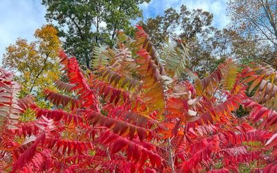 September WNC Nature Report