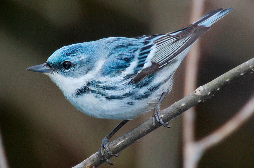 A vibrant blue and white bird perched on a slender twig