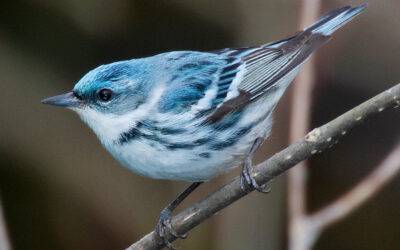 April WNC Nature Report