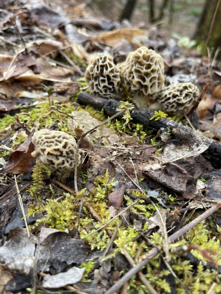 Morel mushrooms surrounded by leaf liter and sticks 