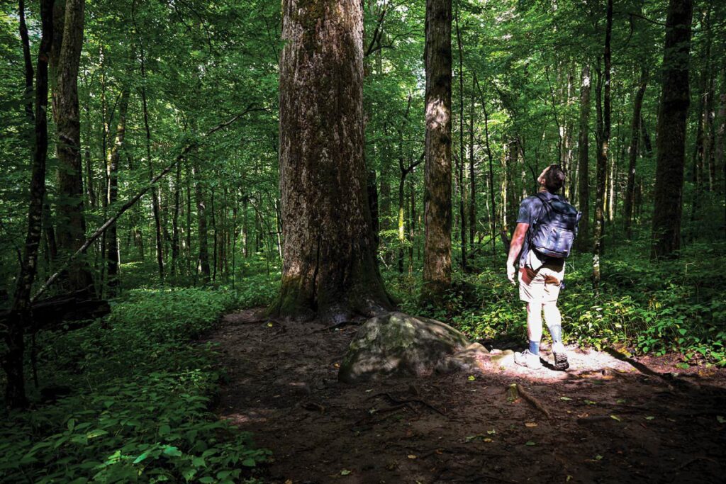 A hiker with a backpack looking up at a massive old-growth tree in the lush, green forest of Joyce Kilmer Memorial Forest in Graham County, North Carolina.